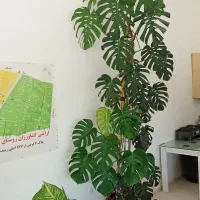 برگ انجیری قد بلند سرحال