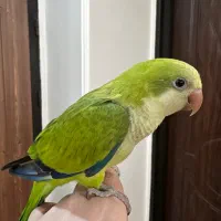 راهب ۳ماهه اهلی رام و دستی