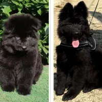 سگ ژرمن مو بلند بلک