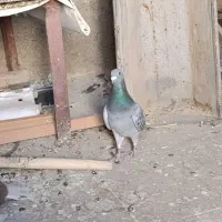 معاوضه کبوتر پلاکی|پرنده|گچی, |دیوار