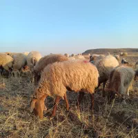 شیشک زاییده وآبستن|حیوانات مزرعه|مرادلو, |دیوار