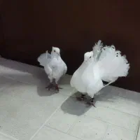 یک جفت کبوتر