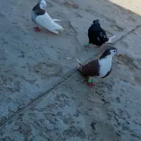 کفتررنگه|پرنده|رادکان, |دیوار