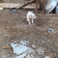 سگ پاکوتا|سگ|ملایر, |دیوار