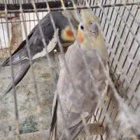 عروس هلندی جفت کارداده به صورت کلی|پرنده|رشت, جانبازان|دیوار