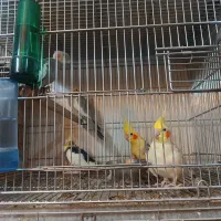 عروس هلندی جفت و جوجه|پرنده|تهران, جوادیه|دیوار