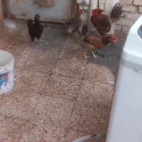 مرغ خروس
