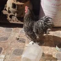 مرغ و خروس کوشین با جوجه فروشی|حیوانات مزرعه|بیرجند, |دیوار