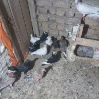 کبوتر|پرنده|نیشابور, بار|دیوار