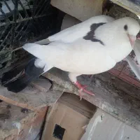 فرش کبوتر|پرنده|بنت, |دیوار