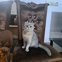 گربه زیبای اسکاتیش|گربه|آباده, |دیوار