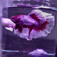 ماهی فایتر مولد|ماهی|مشهد, الهیه|دیوار