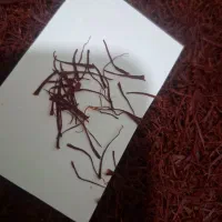انواع زعفران از سوپر نگین تا نرمه