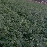 لوبیا قرمز بوجاری شده تمیز ۱۴۰۴|خوردنی و آشامیدنی|آوج, |دیوار