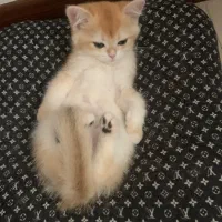 بریتیش گلد|گربه|شهر ری, دیلمان|دیوار