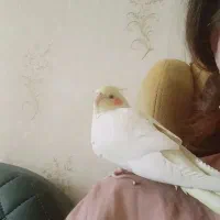 عروس هلندی گمشده