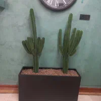 کاکتوس با قد بالای ۱ متر