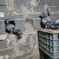 کبوتر مسافتی|پرنده|نگین شهر, |دیوار