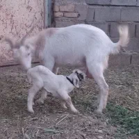 بزوکهره ومیش وبره