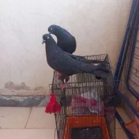 چندجفت پرنده