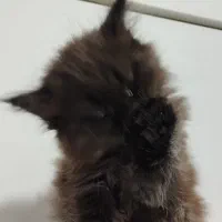 دو عدد گربه لانگ هیر|گربه|مشهد, شهید قربانی|دیوار