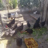 مرغ و خروس استرالوپ