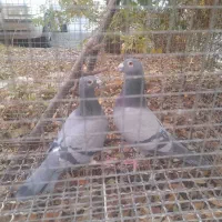 کبوتر پلاکی|پرنده|سهند, |دیوار