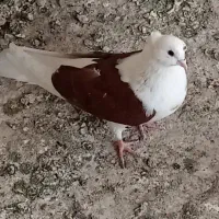کبوتر پشتی ابلاخ|پرنده|کشکسرای, |دیوار
