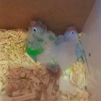 پرنده سرای شاهین|پرنده|نیشابور, عدالت|دیوار