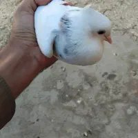 کبوتر|پرنده|رامشیر, |دیوار