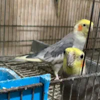 تعدادی عروس هلندی
