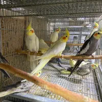 انواع طوطیسانان|پرنده|میاندوآب, |دیوار