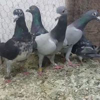 کبوتر