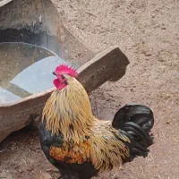 خروس معاوظه با مرغ تخم گزار