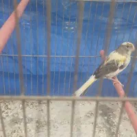ماده قناری جفت سره