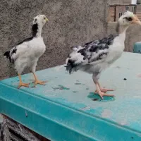 یک مرغ لهستانی و یک مرغ سلطان تخم گذار و دو جوجه|حیوانات مزرعه|قرچک, شهرک الحدید|دیوار