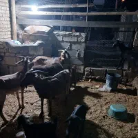 بز داشتی