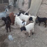 بز جوان به علت  لازم پول لازمم میدم