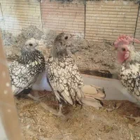 جوجه خروس و مرغ سیبرایت|حیوانات مزرعه|کرمانشاه, |دیوار
