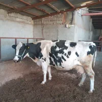 فروش دوتاگاو آبستن صنعتی 35کیلو شیر