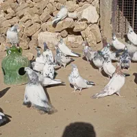 کفتر یا کبوتر برای نگه داری|پرنده|ملایر, |دیوار