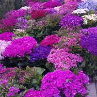 کسب درامد با میلی گلد ۶۵ تومن میدم