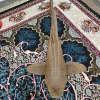 مجسمه ماهی|مجسمه، تندیس، ماکت|بوشهر, |دیوار