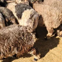 بره کشتاری چاق