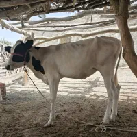 گاو با گوساله بزرگ یکساله