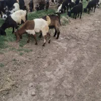 کهره  نر و ماده ترکی