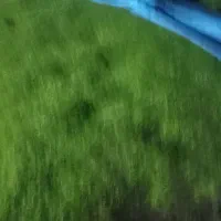 باسلام برنج نشا برای مزره کشاورزی