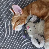 بچه گربه نارنجی واگذاری رایگان