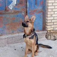 سگ ژرمن شناسنامه دار8ماهه