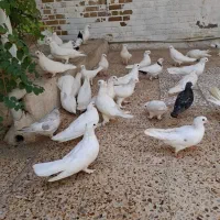 کفتر یه جایی|پرنده|قم, چهار مردان|دیوار